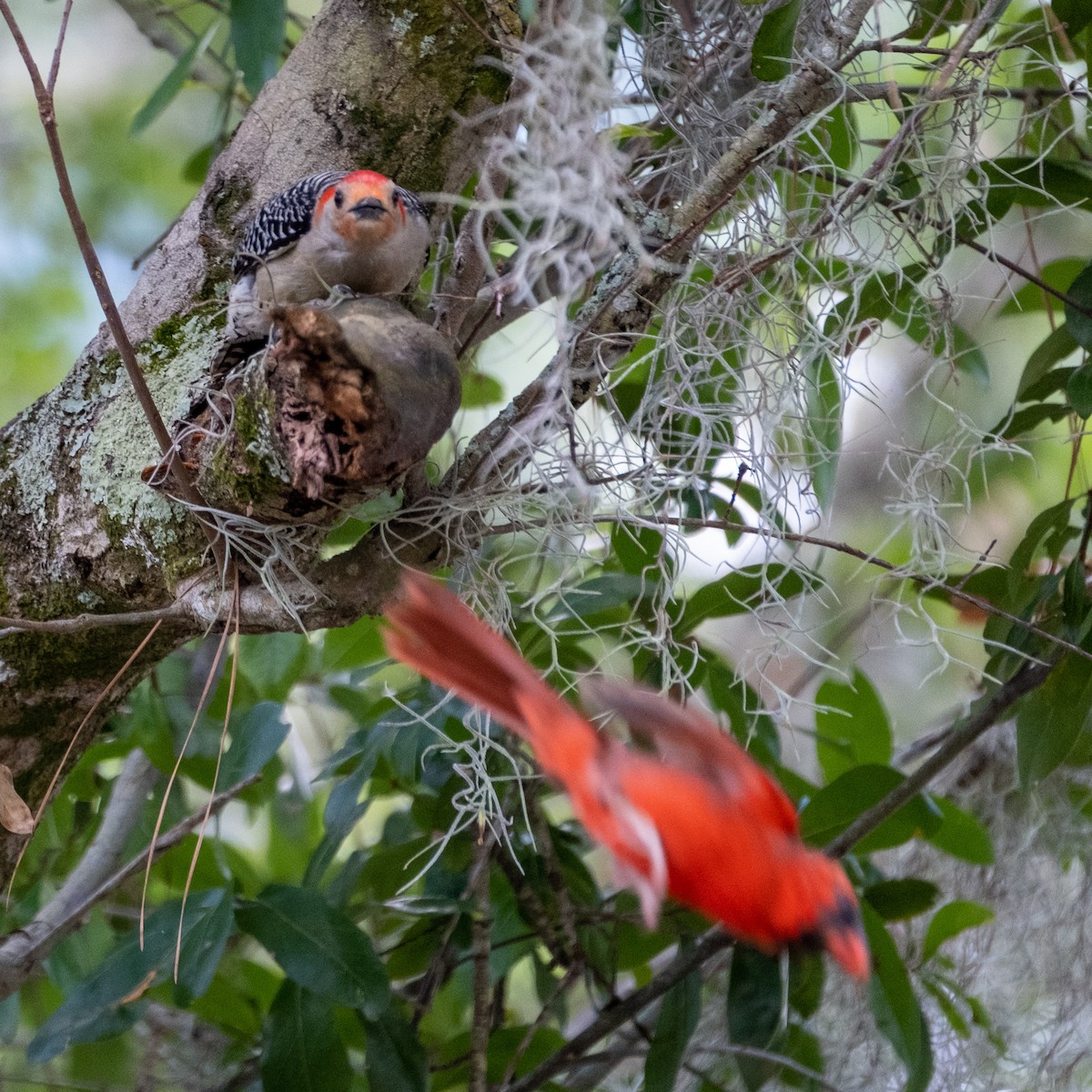 Red-bellied Woodpecker - ML455286911