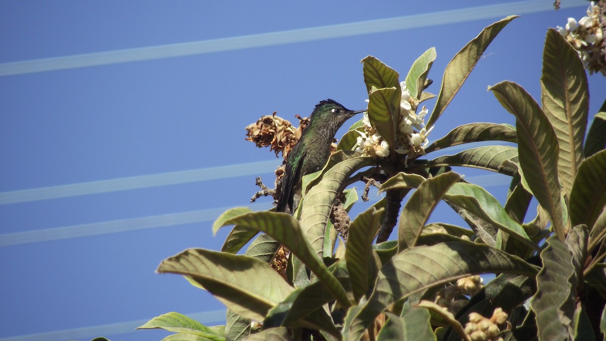 kolibřík chilský - ML455287231