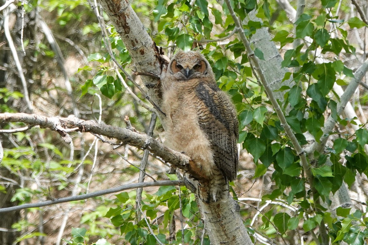Great Horned Owl - ML455287341