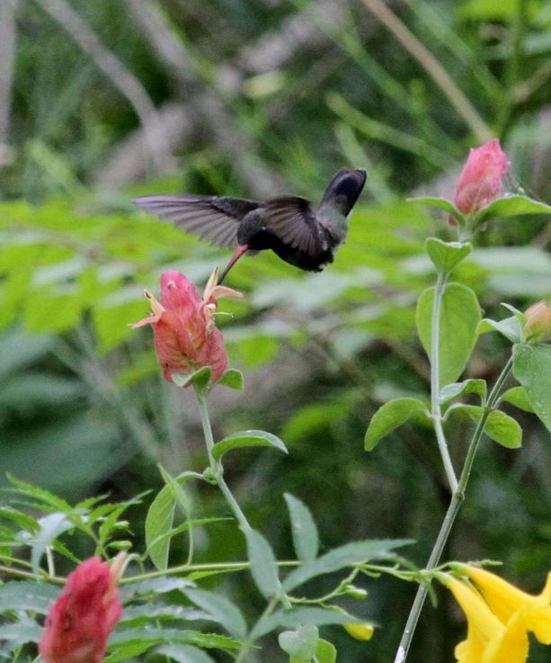 Broad-billed Hummingbird - ML45528791