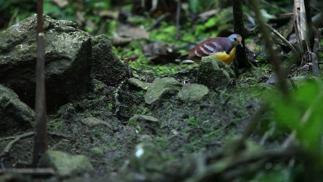 Cinnamon Ground Dove - ML455288