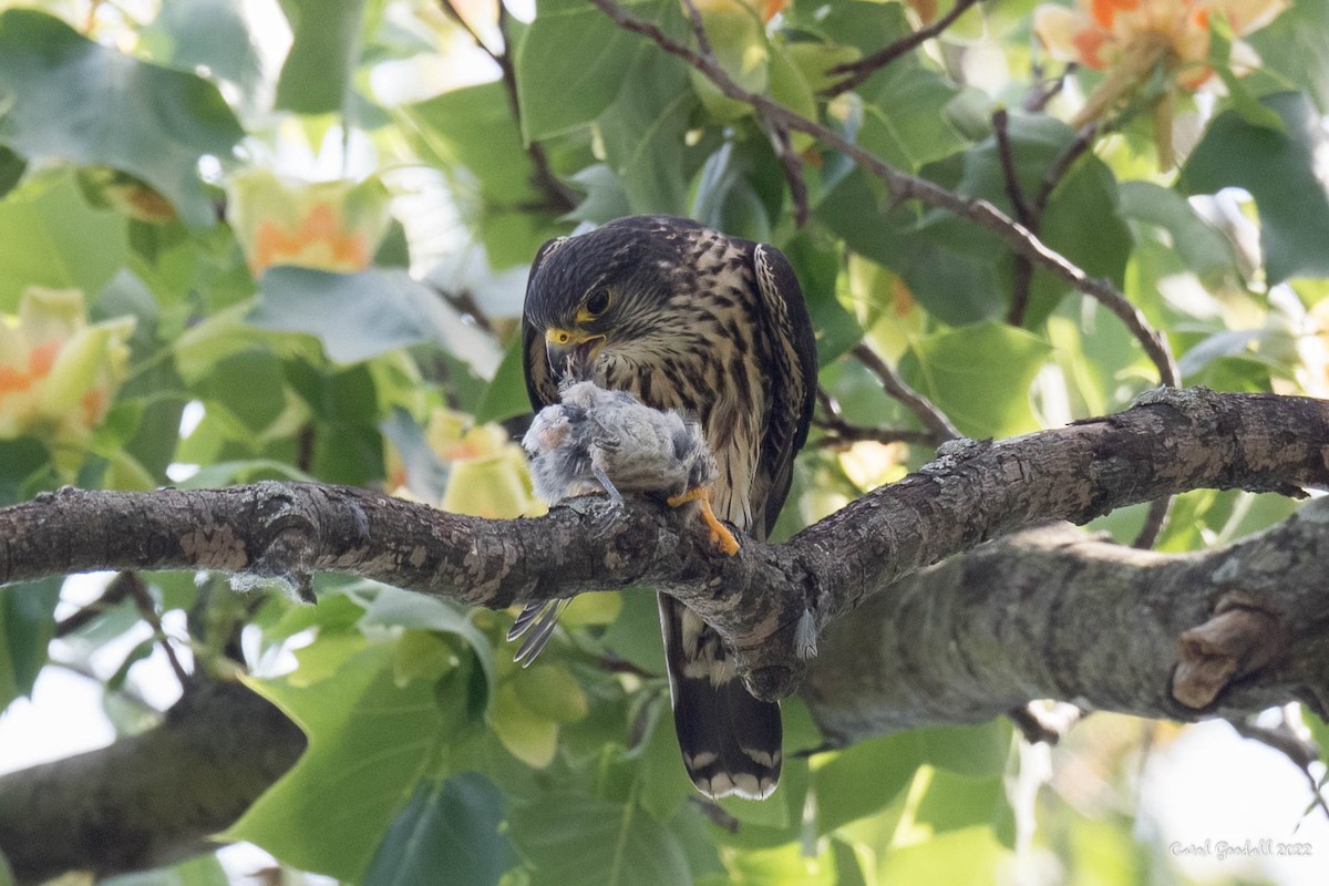 Хайргууна шонхор - ML455288541