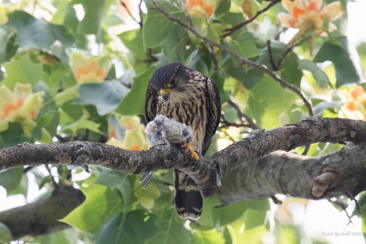 Хайргууна шонхор - ML455288611