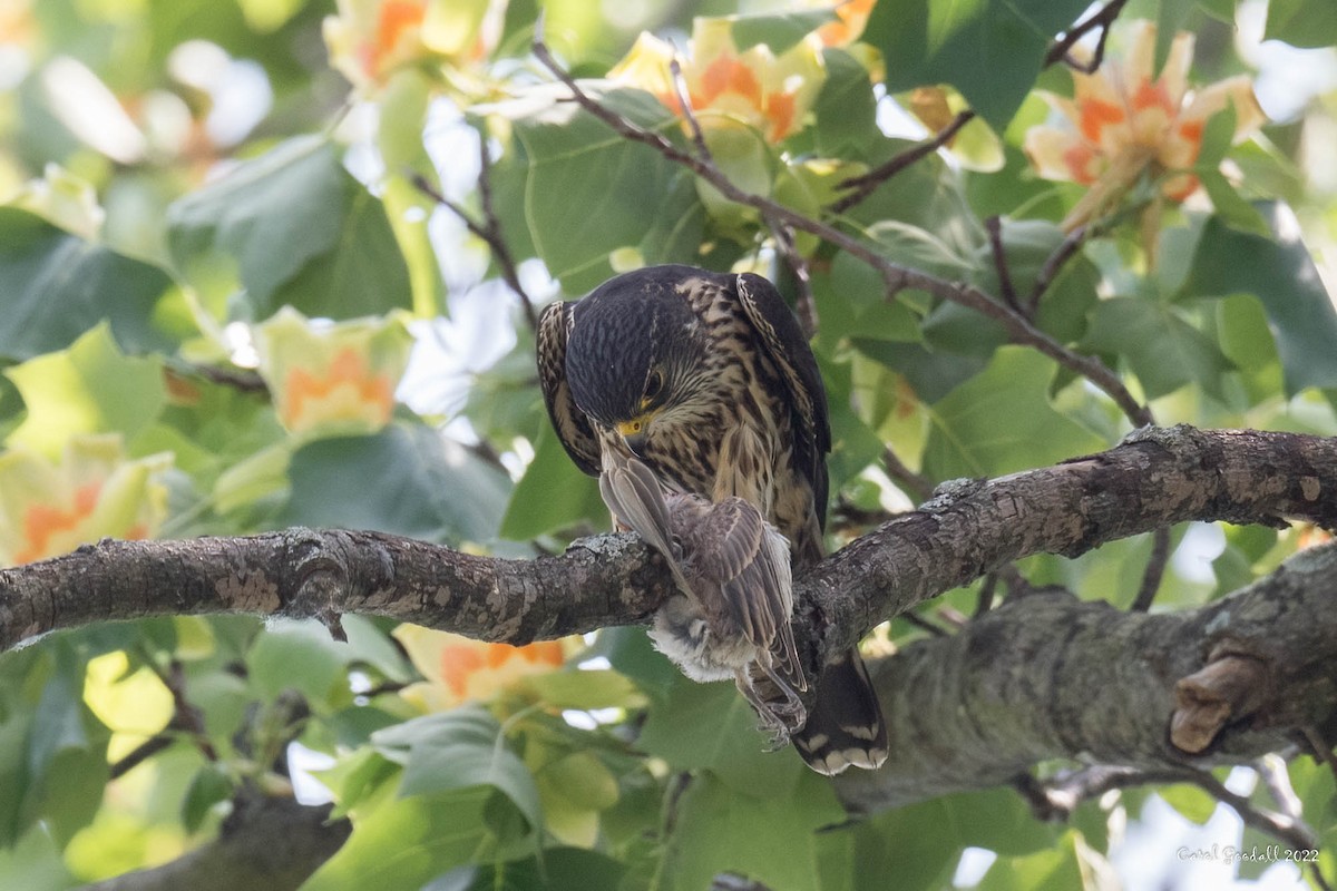 Хайргууна шонхор - ML455288621