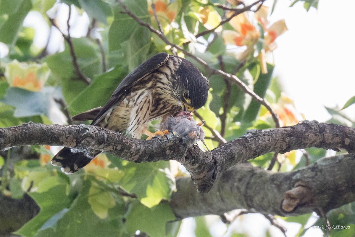 Хайргууна шонхор - ML455288631