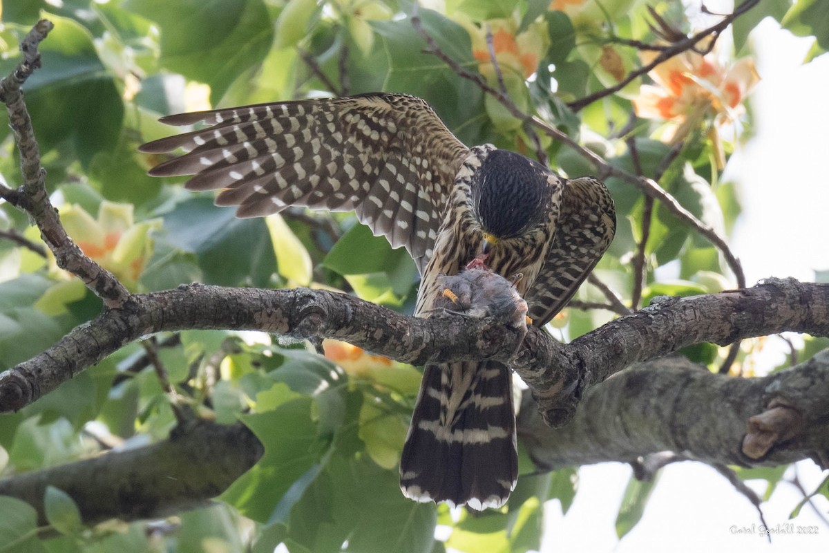 Хайргууна шонхор - ML455288651