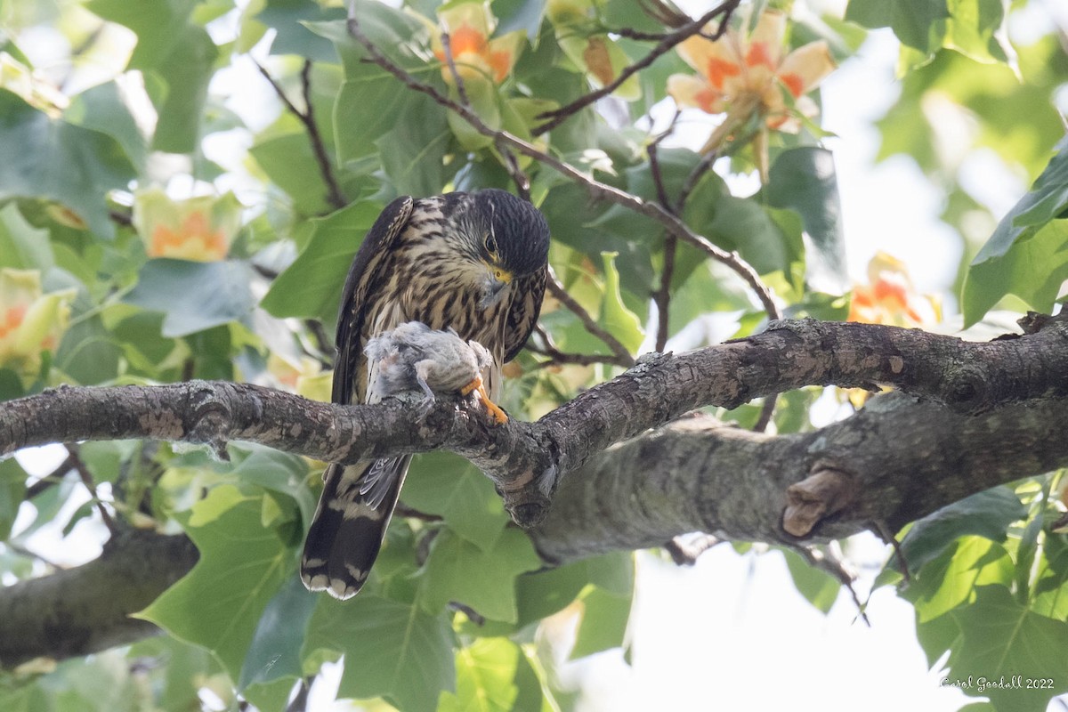 Хайргууна шонхор - ML455288661