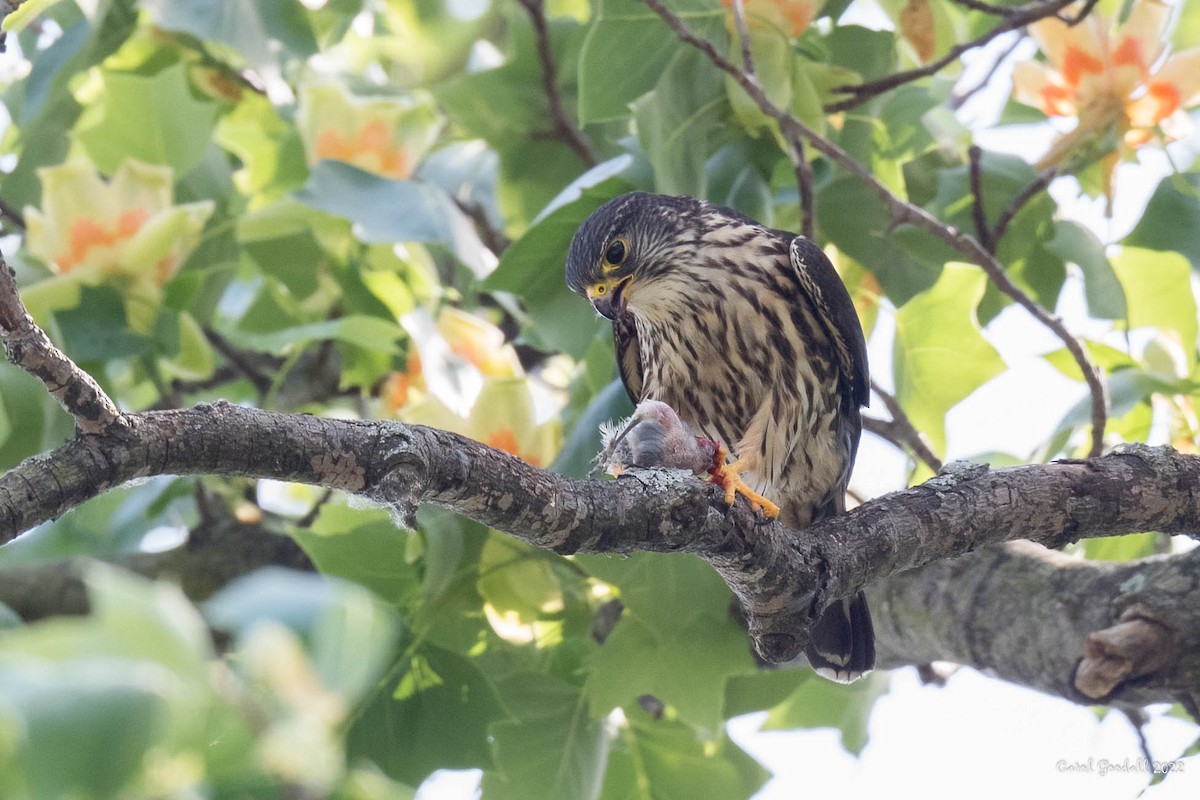 Хайргууна шонхор - ML455288671