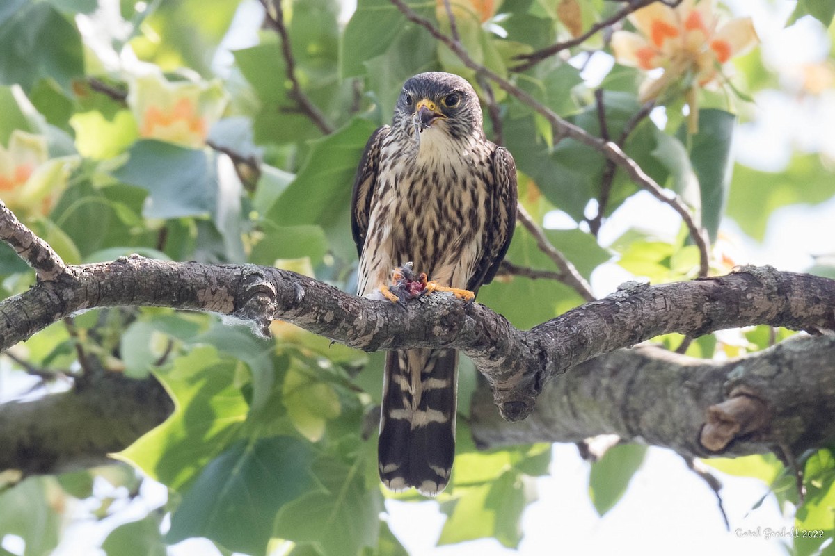 Хайргууна шонхор - ML455288681