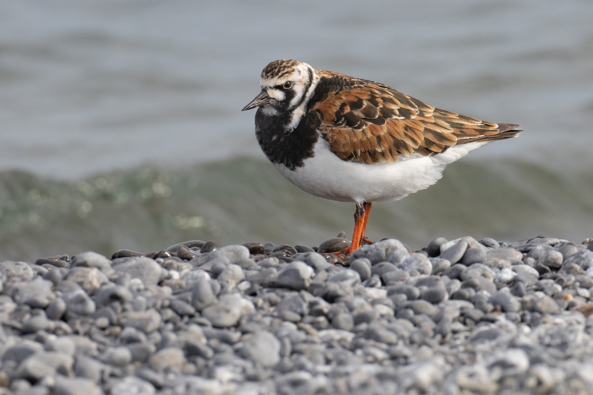 Ruddy Turnstone - Paul Jones