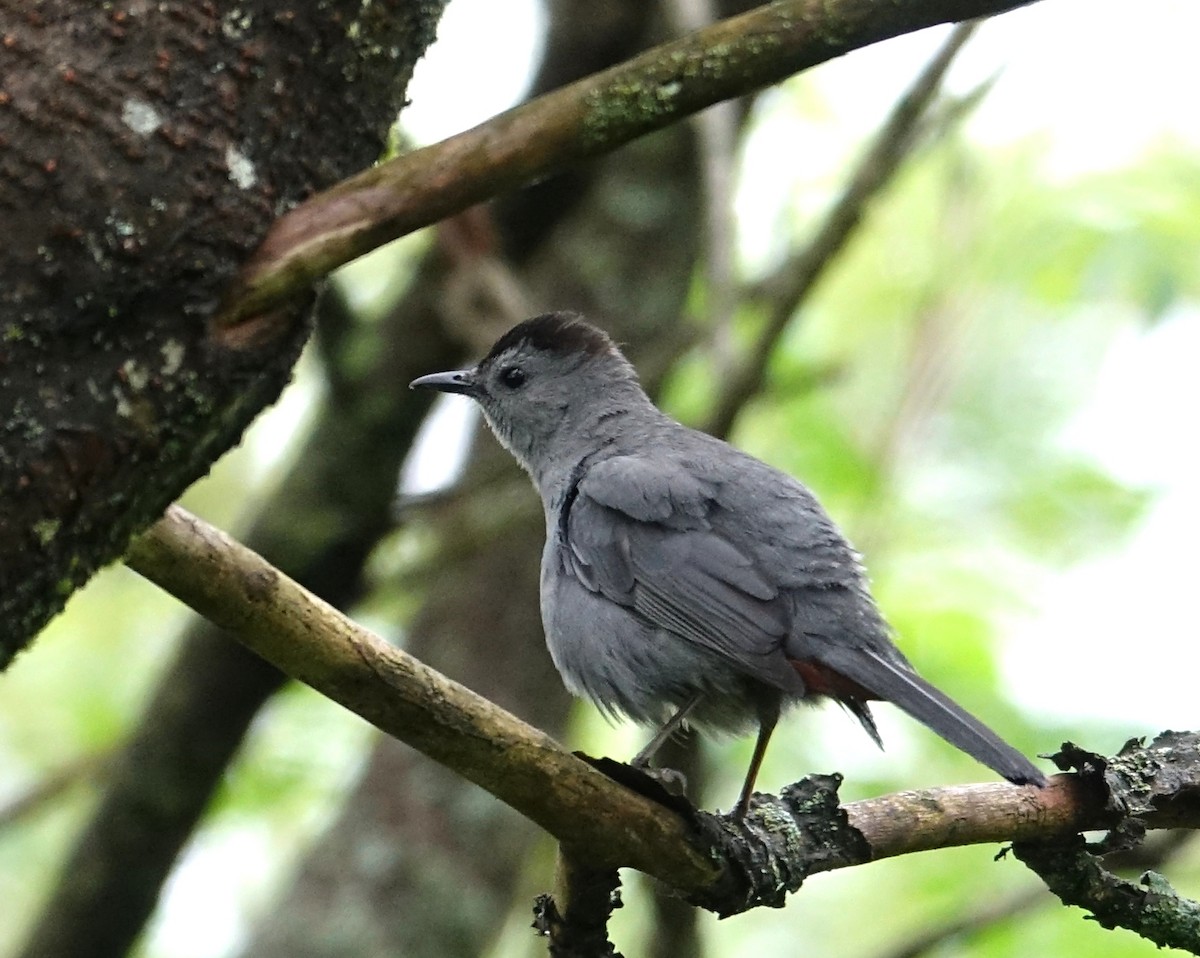 Gray Catbird - ML455291891