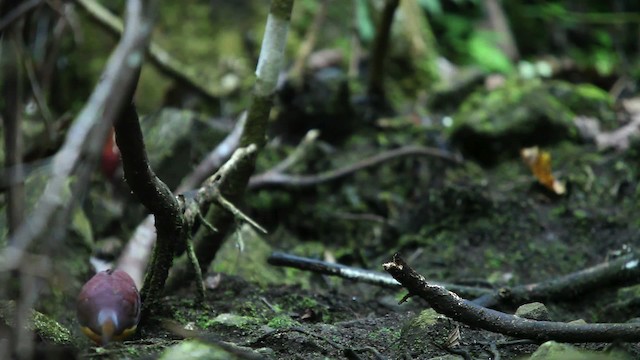 Cinnamon Ground Dove - ML455292