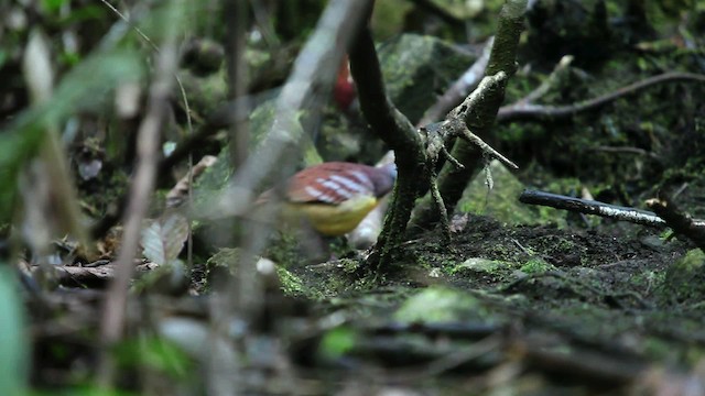 Cinnamon Ground Dove - ML455293