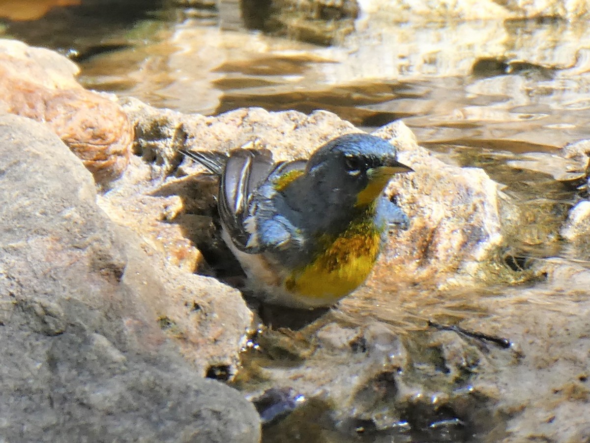 Northern Parula - ML455293241