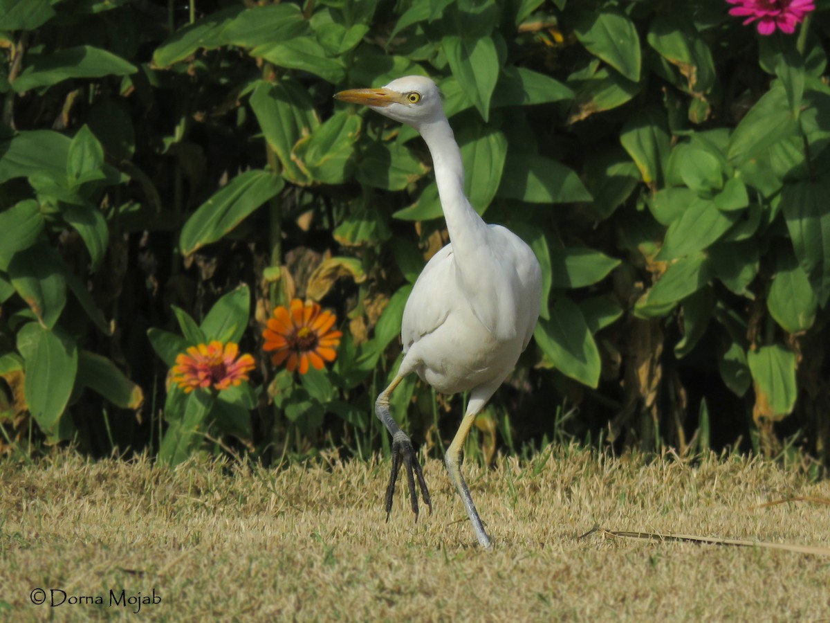 Western Cattle-Egret - ML45529611