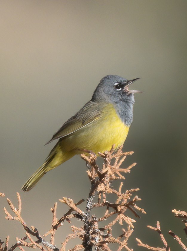 Macgillavray Ötleğeni - ML455296571