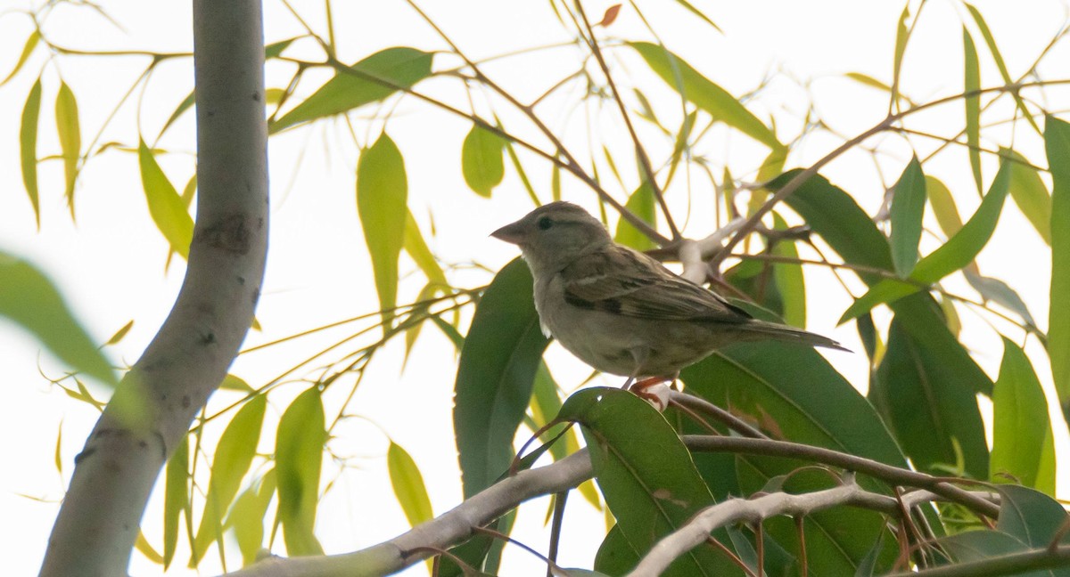 Spanish Sparrow - ML455298611