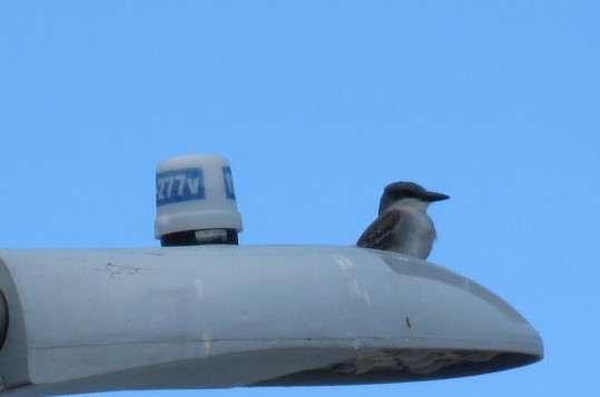 Gray Kingbird - ML455299931