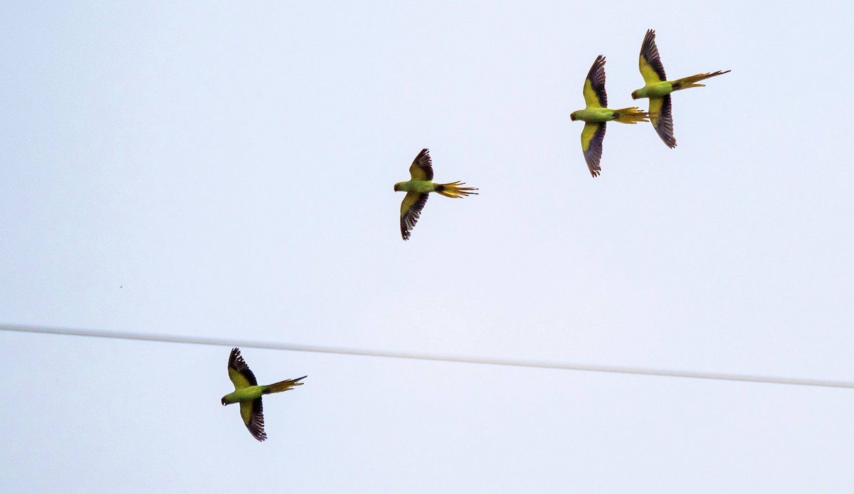 Rose-ringed Parakeet - ML455300291