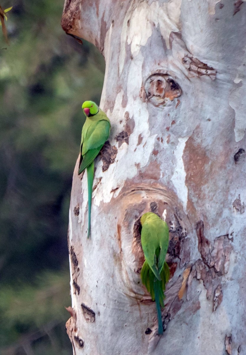 Rose-ringed Parakeet - ML455300301