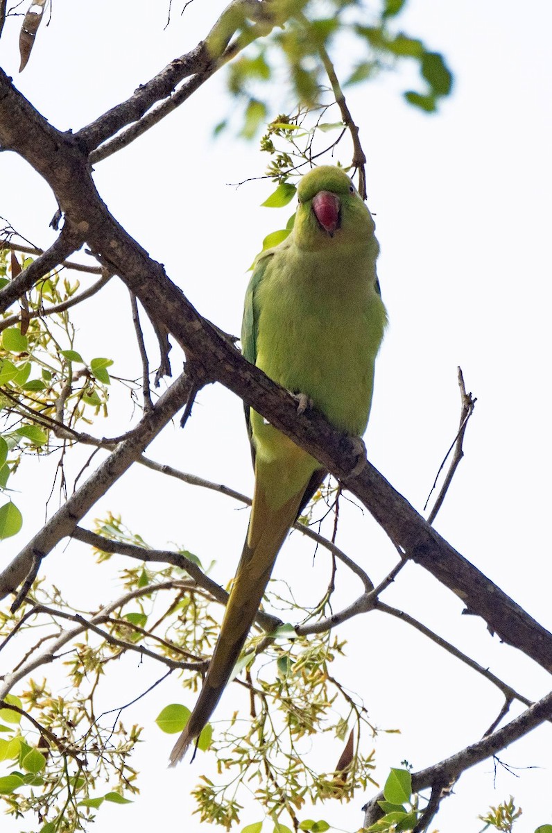 Rose-ringed Parakeet - ML455300311