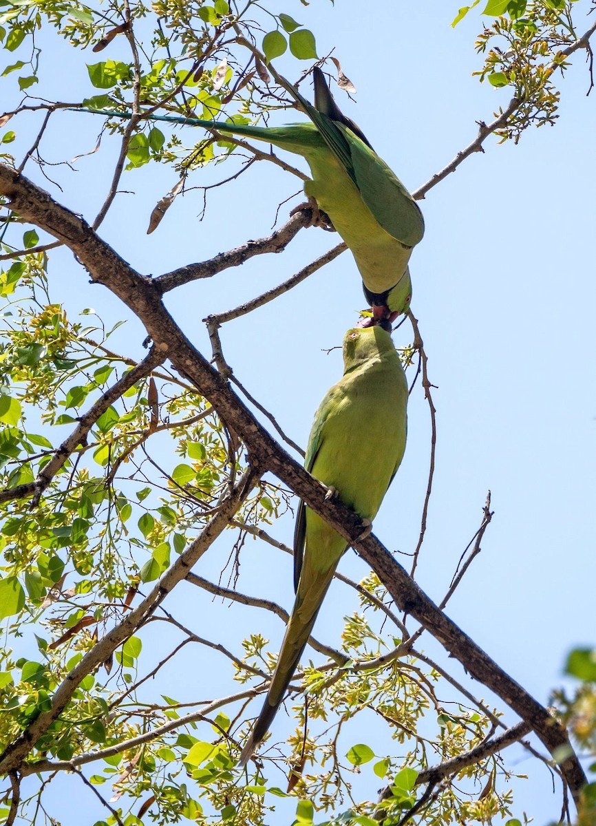 Rose-ringed Parakeet - ML455300331