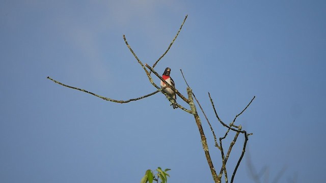 Rose-breasted Grosbeak - ML455300401