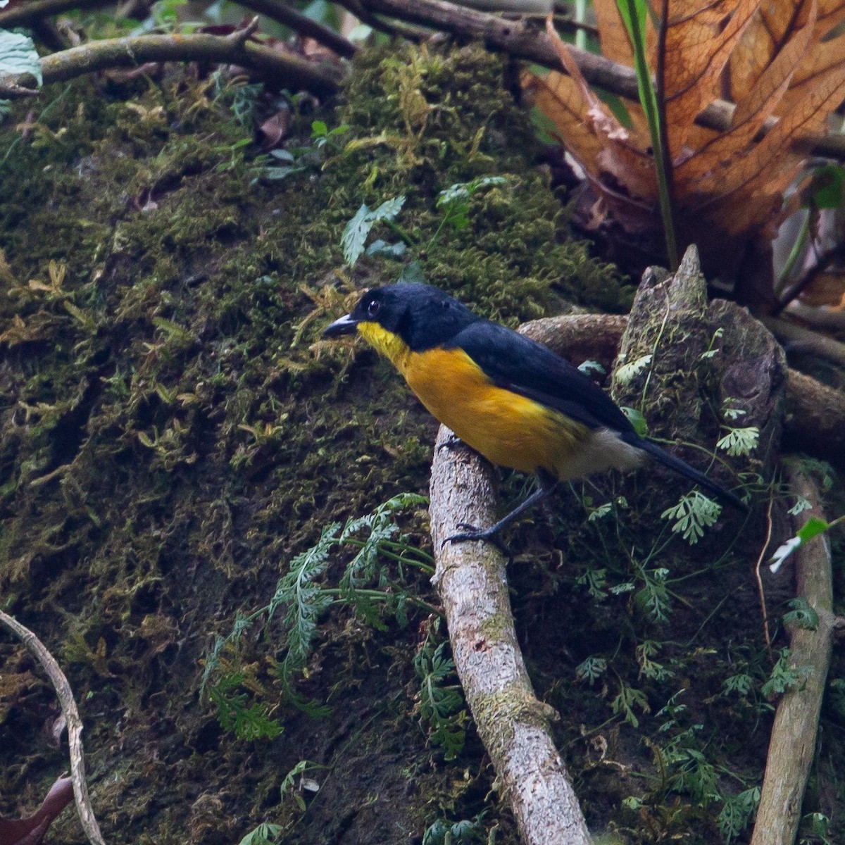 Yellow-breasted Boubou - ML455300741