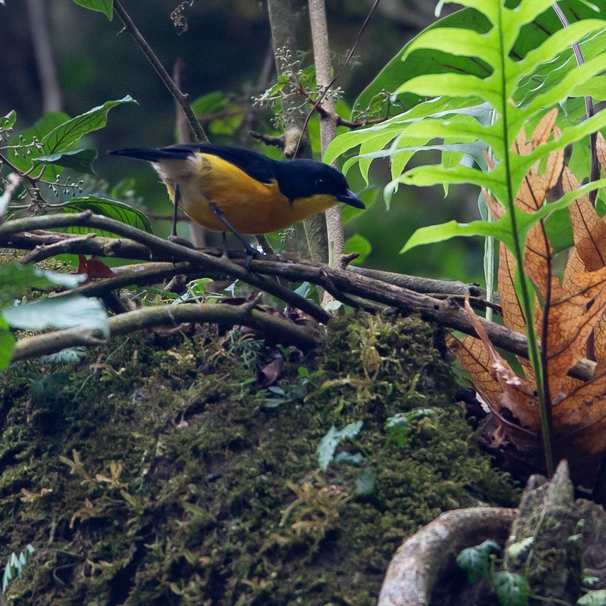 Yellow-breasted Boubou - Werner Suter