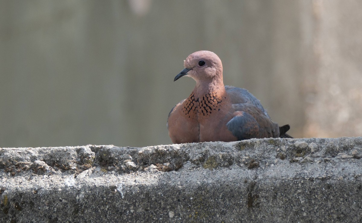 Laughing Dove - ML455302121