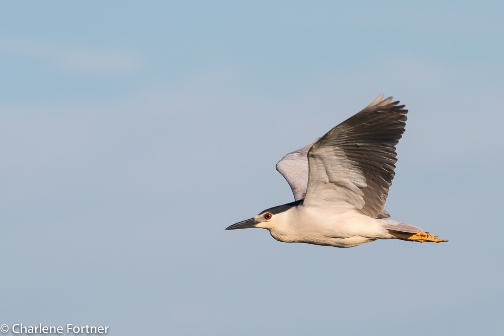 Black-crowned Night Heron - Charlene Fortner