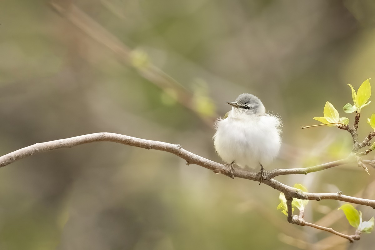 Tennessee Warbler - Jack Lefor