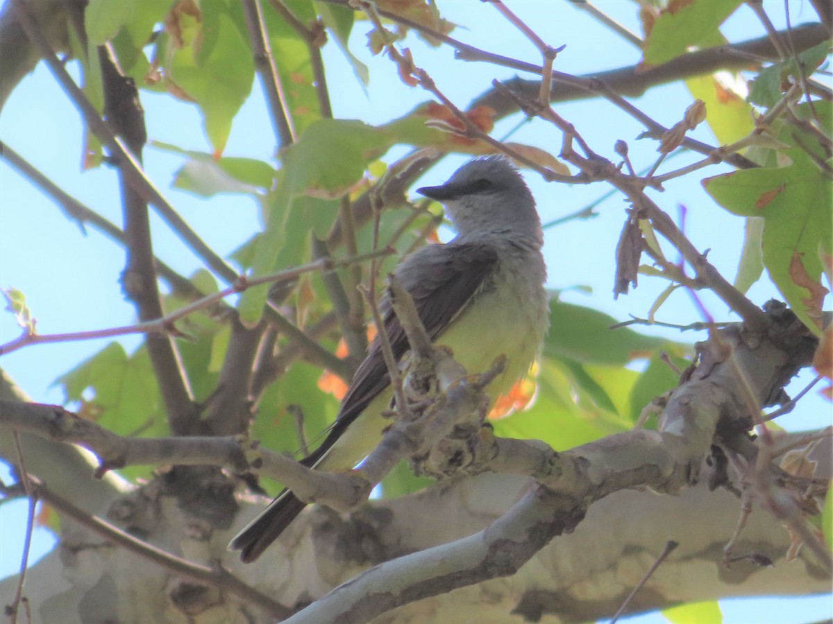Western Kingbird - ML455304521
