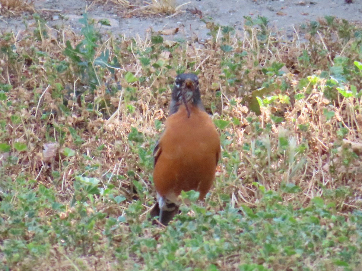American Robin - ML455304621