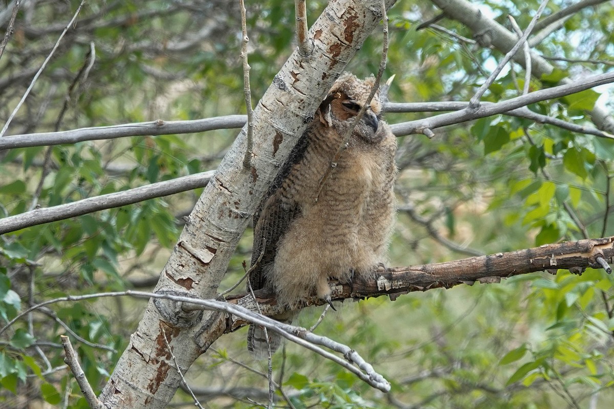 Great Horned Owl - ML455305171