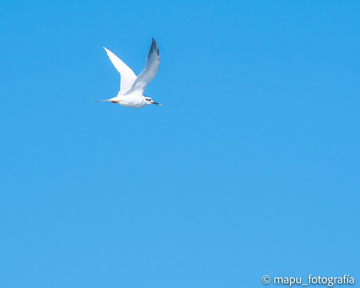 Snowy-crowned Tern - ML455305641