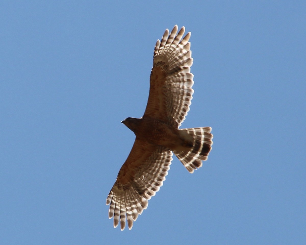 Red-shouldered Hawk - ML455307161