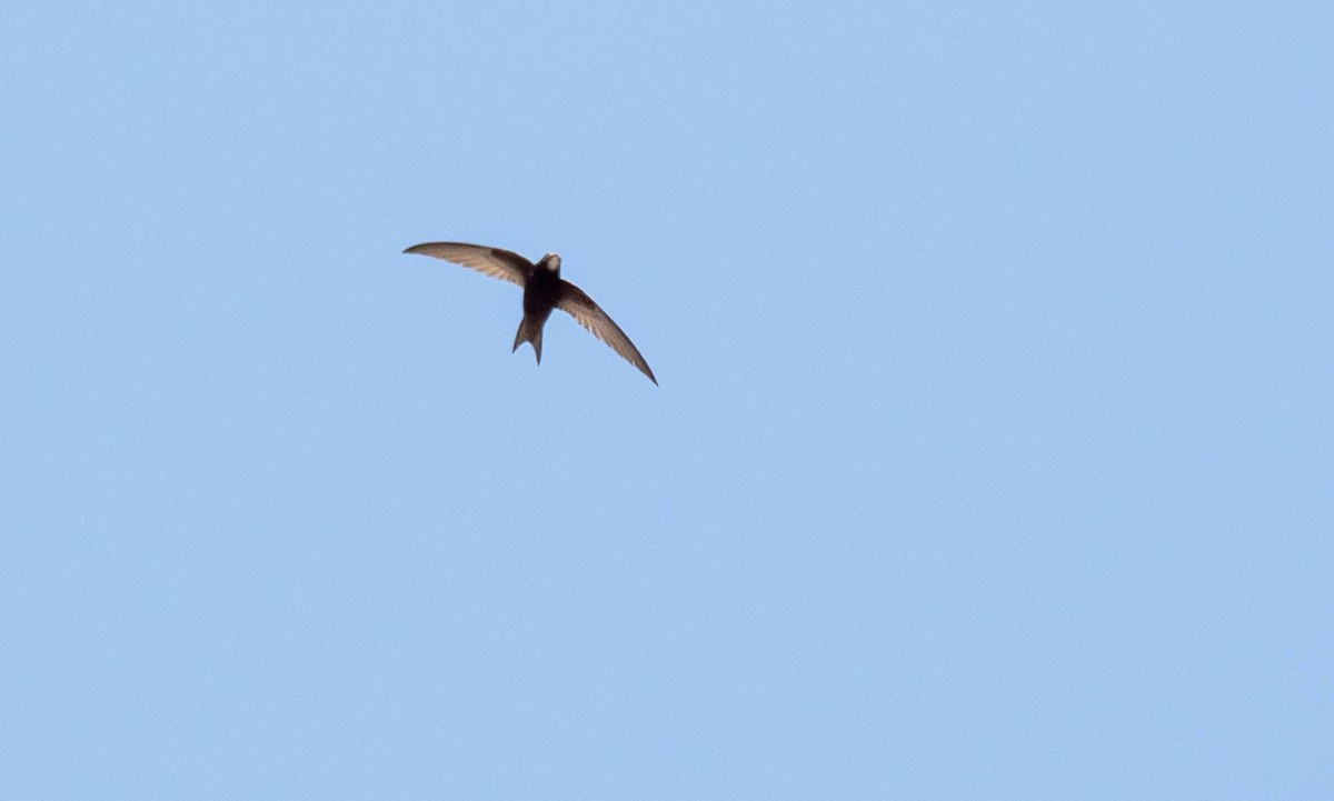 Common Swift - ML455307701