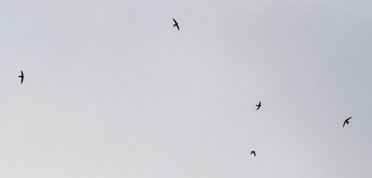Common Swift - ML455307711