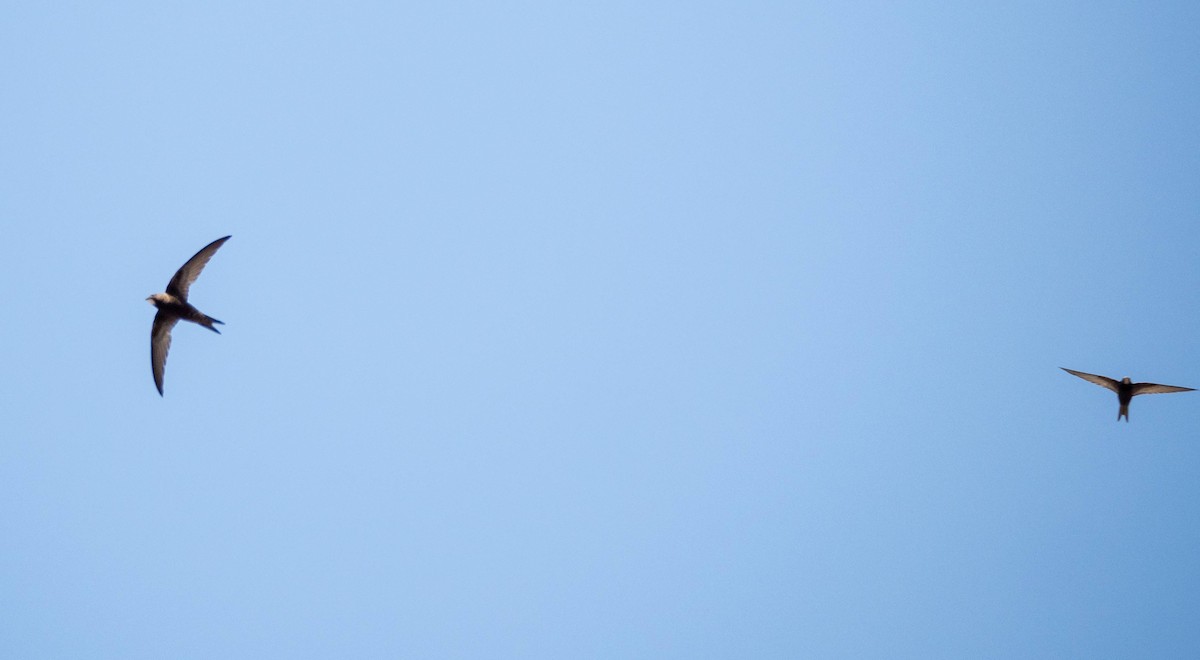 Common Swift - ML455307741