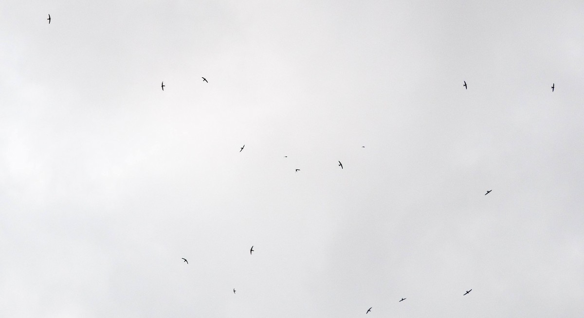 Common Swift - ML455307751