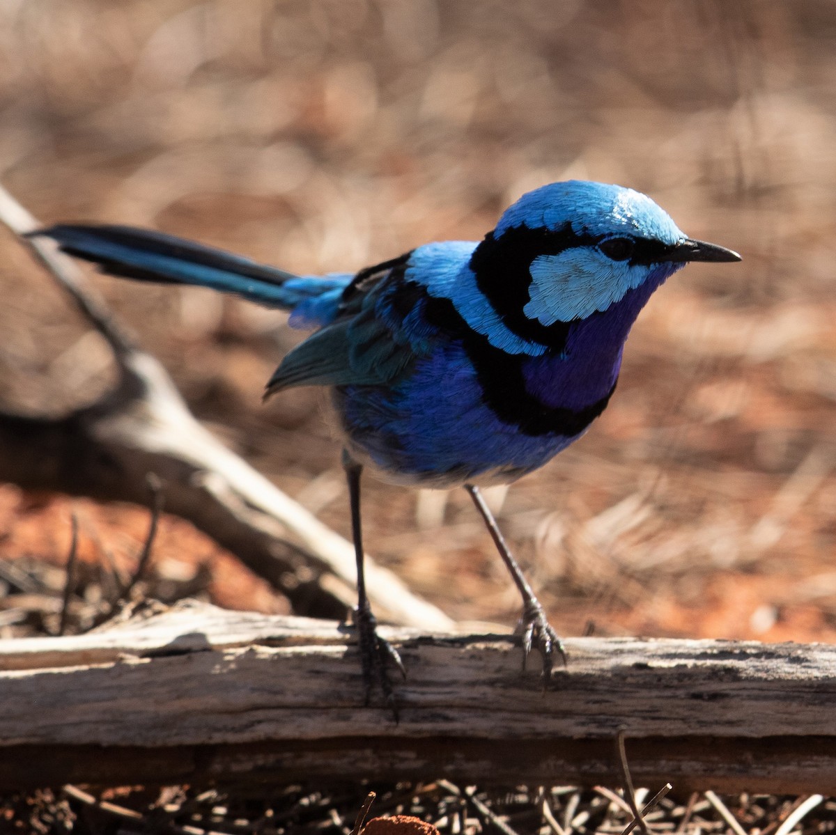 Splendid Fairywren - Werner Suter