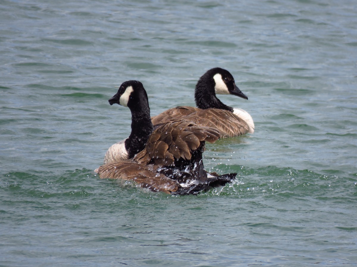 Canada Goose - ML455312761