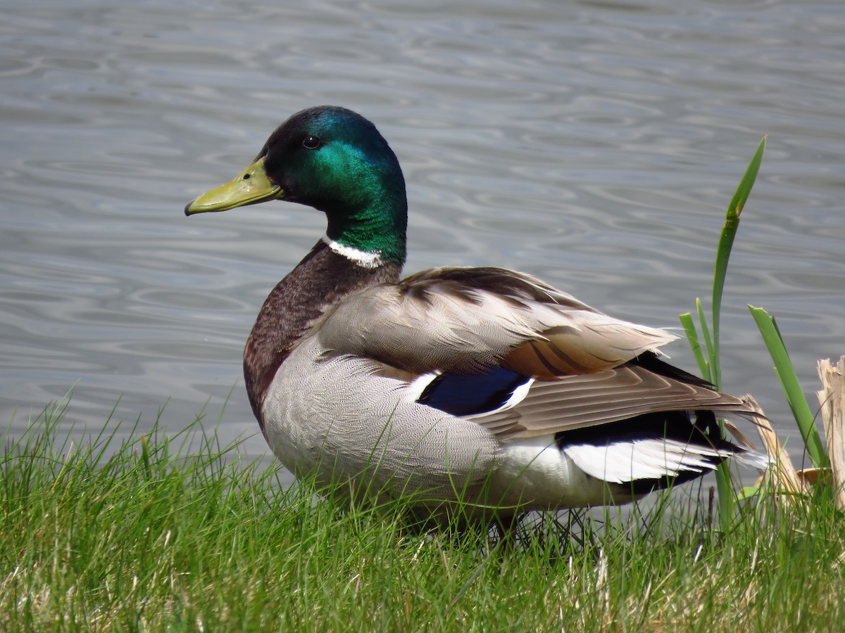 Mallard - ML455312781