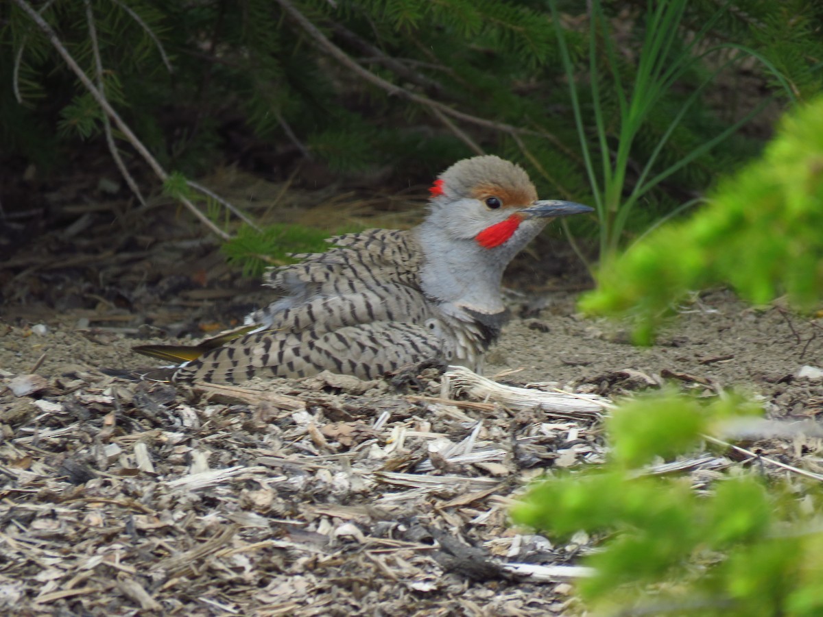 Northern Flicker (Yellow-shafted x Red-shafted) - ML455312901