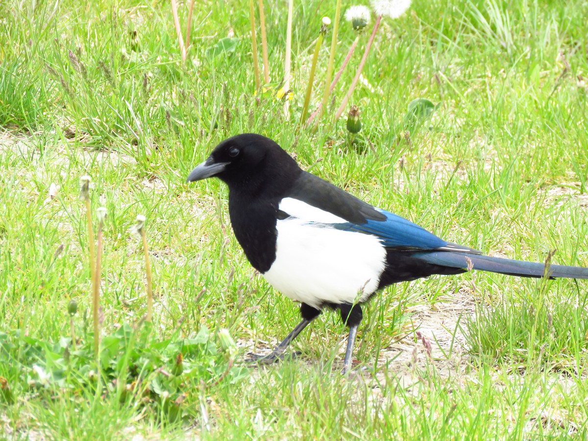 Black-billed Magpie - ML455312981