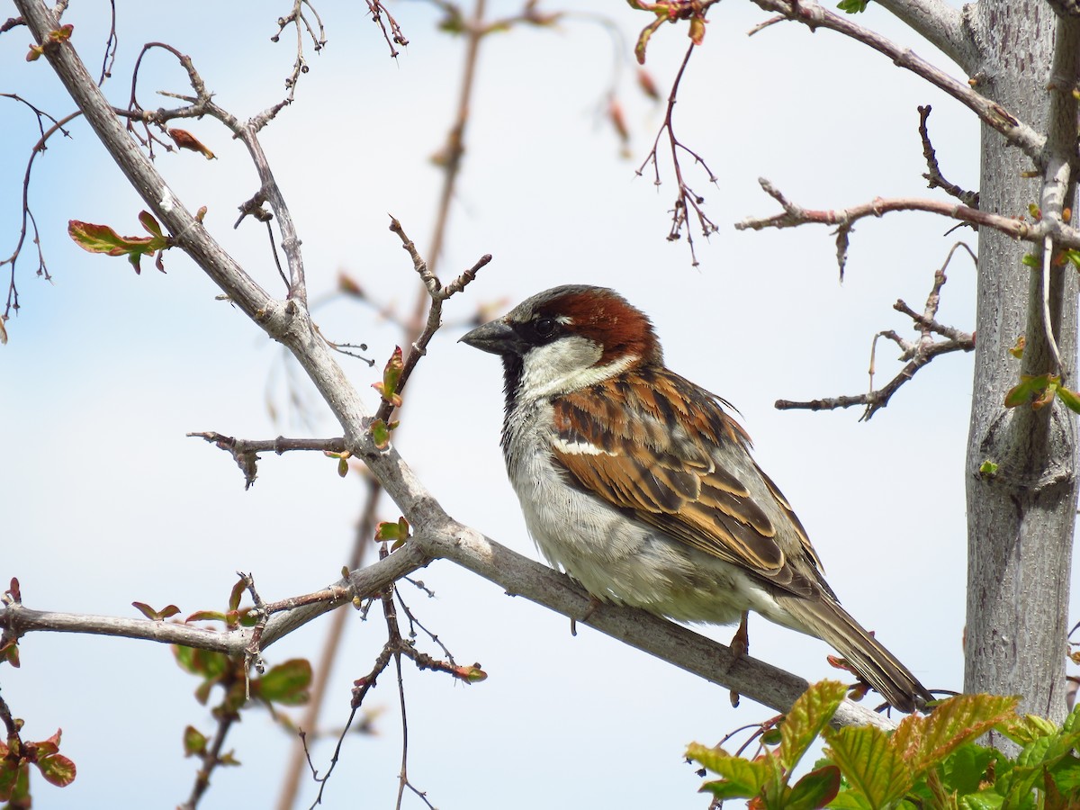 House Sparrow - Ken Orich