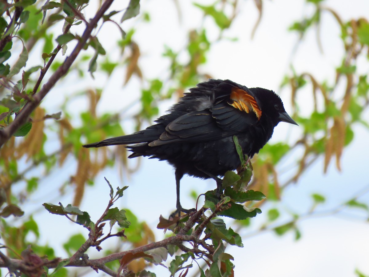 Red-winged Blackbird - ML455313131