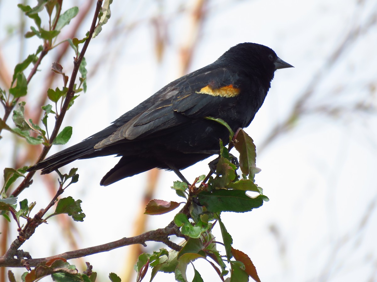 Red-winged Blackbird - ML455313211