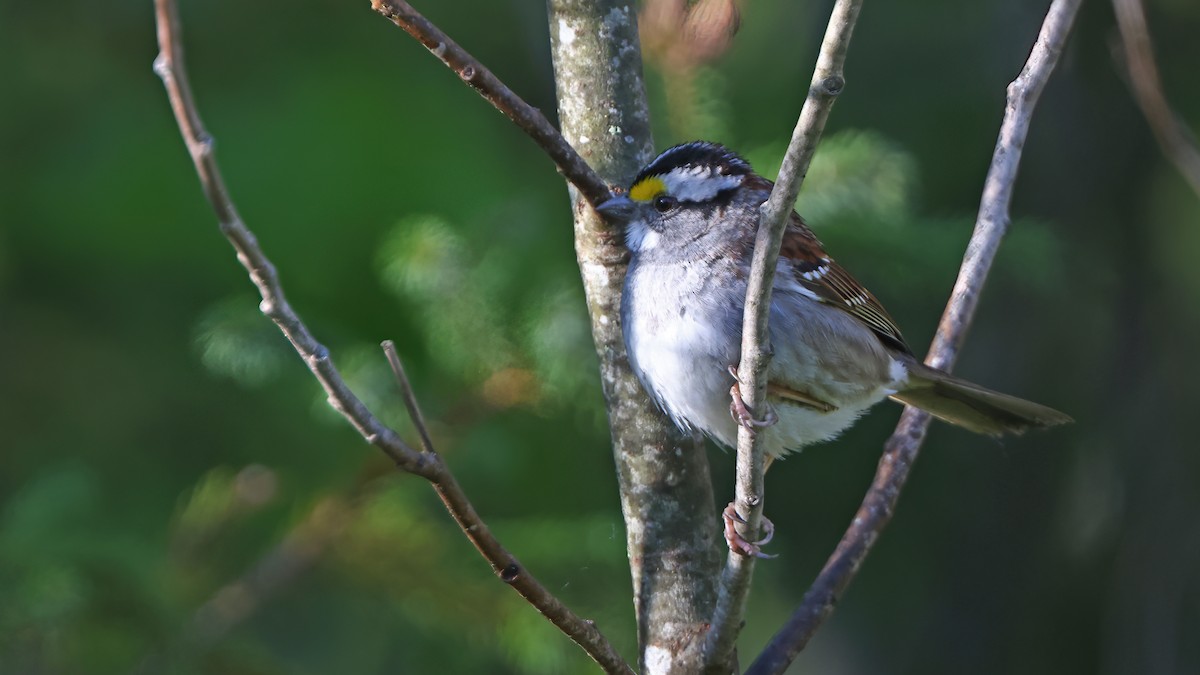 White-throated Sparrow - ML455313631